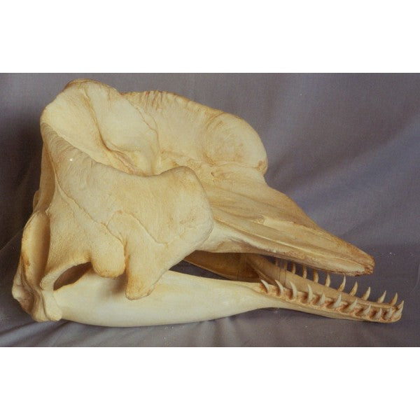 Pygmy Sperm Whale Skull Replica - dinosaursrocksuperstore