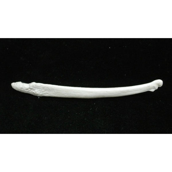 River Otter Baculum Replica - dinosaursrocksuperstore