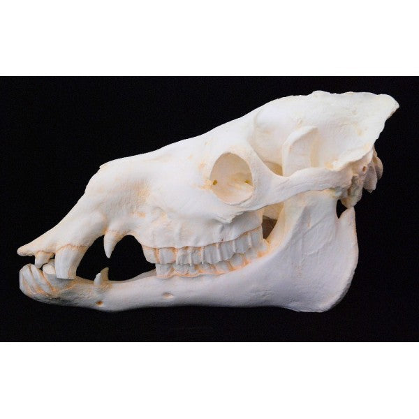 Batrian Camel Adult Male Skull Replica - dinosaursrocksuperstore