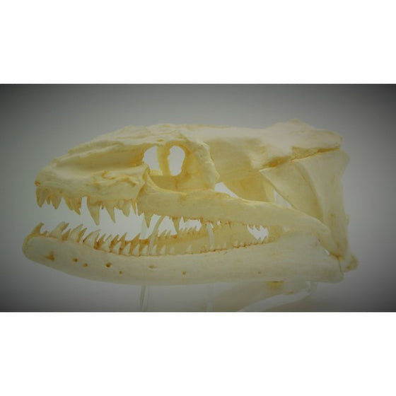 Moray Eel Skull Replica - dinosaursrocksuperstore