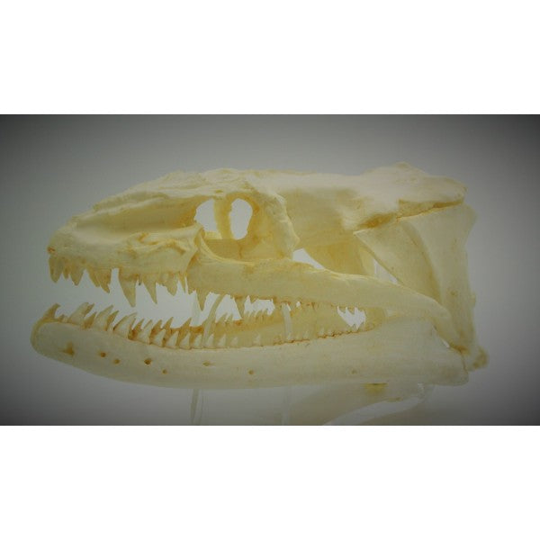 Moray Eel Skull Replica - dinosaursrocksuperstore