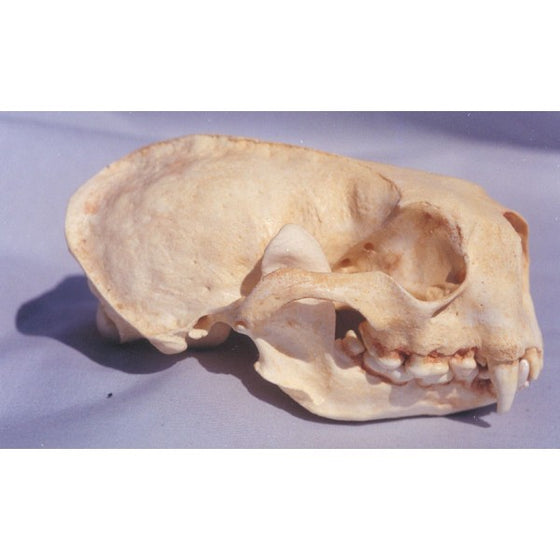 Sea Otter Skull Replica - dinosaursrocksuperstore