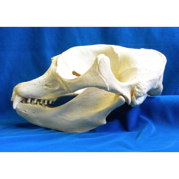 California Elephant Seal Female Skull Replica - dinosaursrocksuperstore