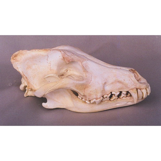 Gray Wolf Skull Replica - dinosaursrocksuperstore