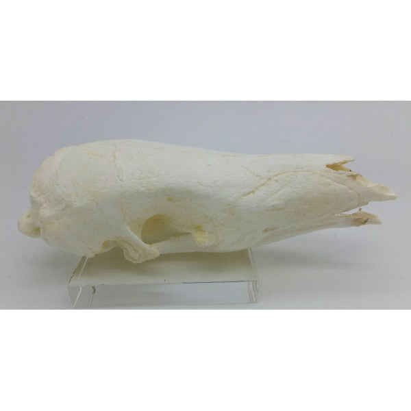 Giant Pangolin Skull - dinosaursrocksuperstore