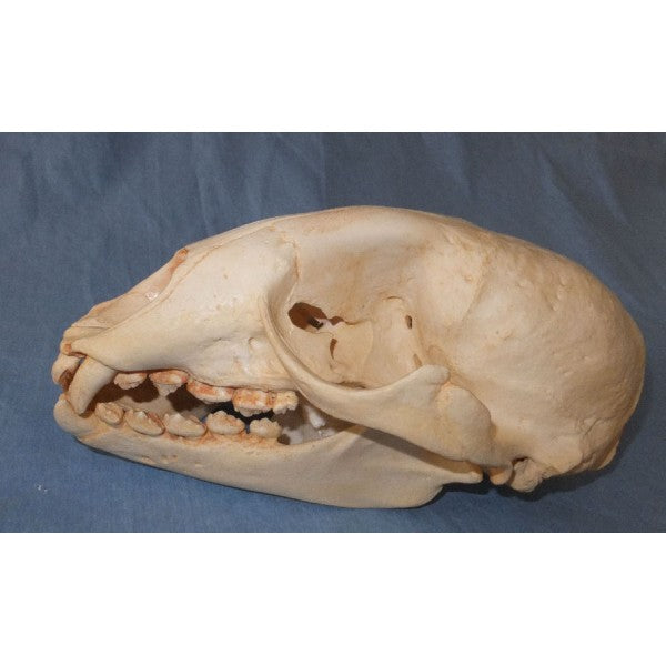 Caribbean Monk Seal Skull Replica - dinosaursrocksuperstore