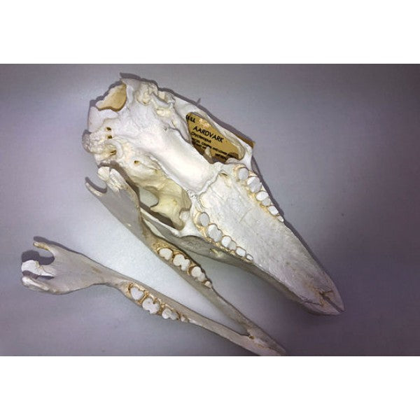 Aardvark Orycteropodidae Skull - dinosaursrocksuperstore