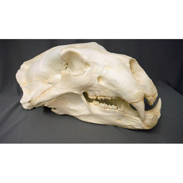 Polar Bear Skull Replica - dinosaursrocksuperstore