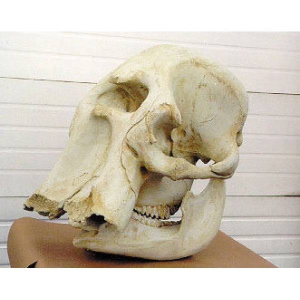 African Elephant Skull - dinosaursrocksuperstore