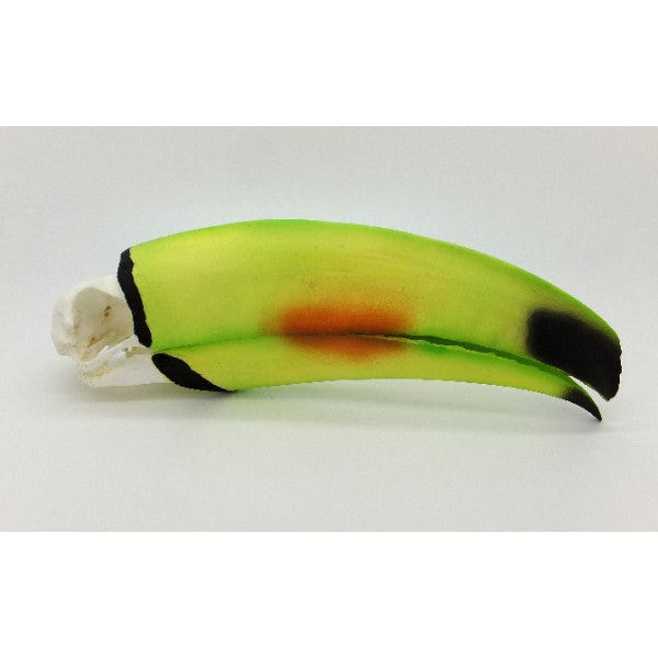 Keel-Billed Toucan Skull - dinosaursrocksuperstore