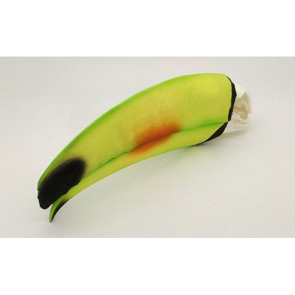 Keel-Billed Toucan Skull - dinosaursrocksuperstore