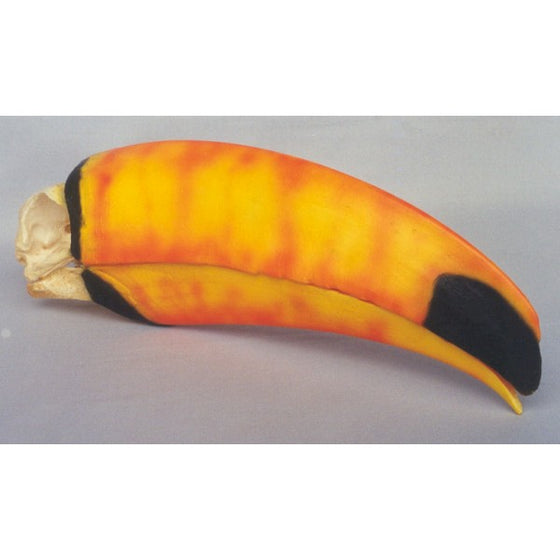 Toco Toucan Skull - dinosaursrocksuperstore