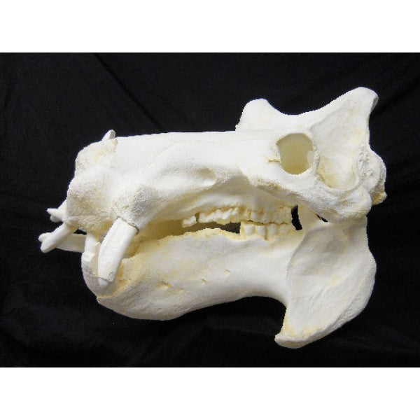 Hippopotamus Skull - dinosaursrocksuperstore