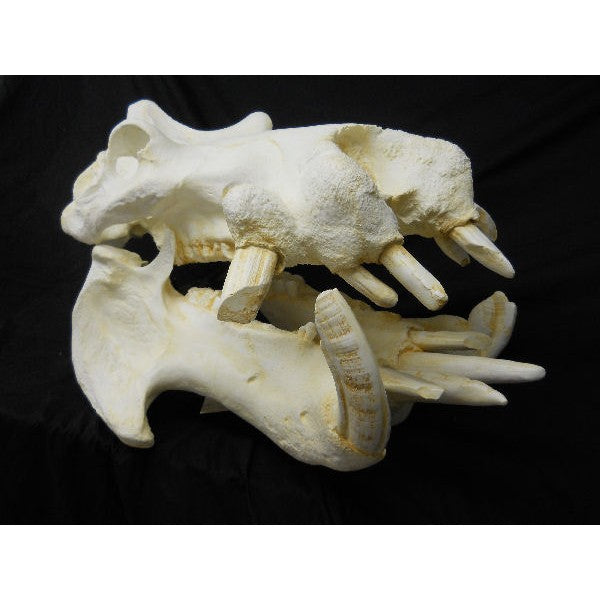 Hippopotamus Skull - dinosaursrocksuperstore