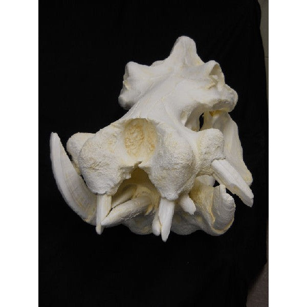 Hippopotamus Skull - dinosaursrocksuperstore