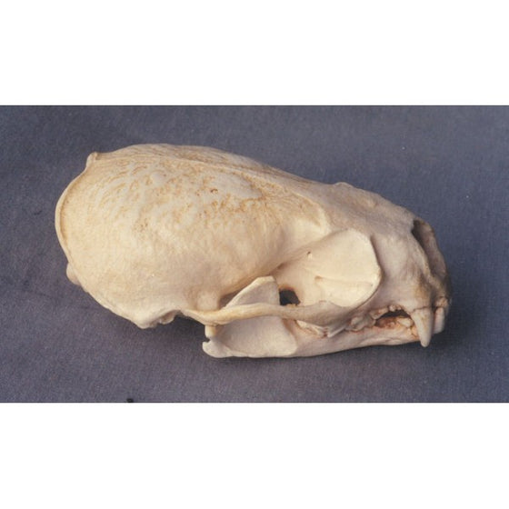 American River Otter Skull - dinosaursrocksuperstore