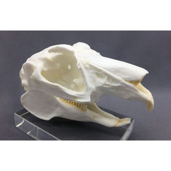 White-tailed Jackrabbit Skull Replica - dinosaursrocksuperstore