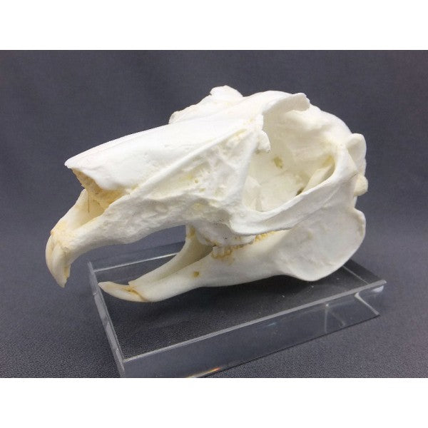 White-tailed Jackrabbit Skull Replica - dinosaursrocksuperstore