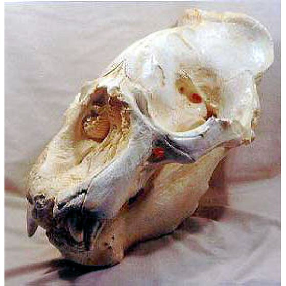 California Elephant Seal Male Skull Replica - dinosaursrocksuperstore