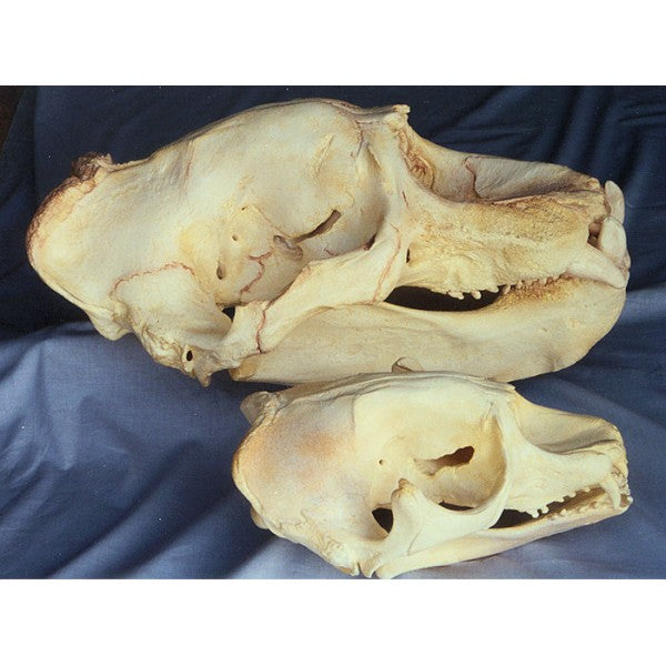 California Elephant Seal Male Skull Replica - dinosaursrocksuperstore