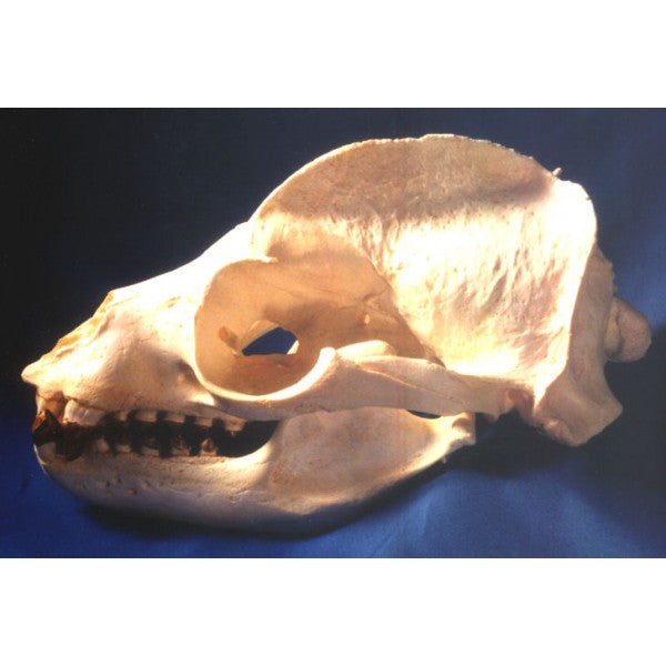 California Sea Lion Zalophus Californianus Male Skull Replica - dinosaursrocksuperstore