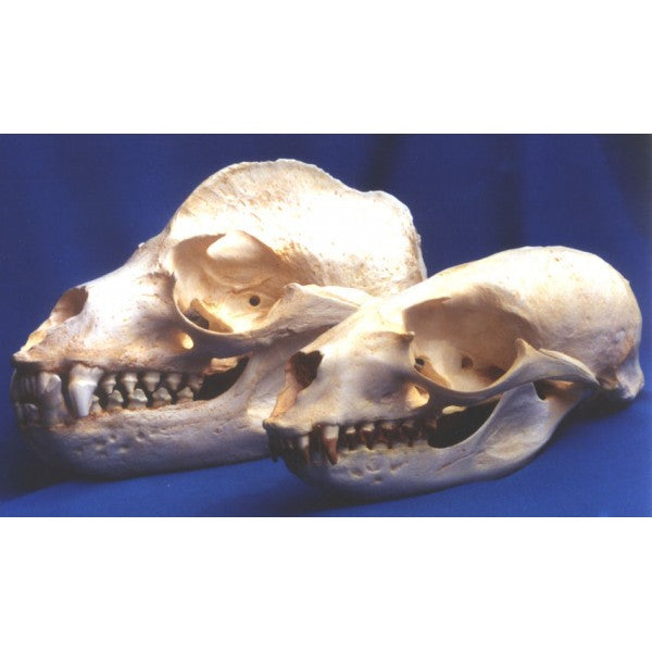 California Sea Lion Zalophus Californianus Male Skull Replica - dinosaursrocksuperstore