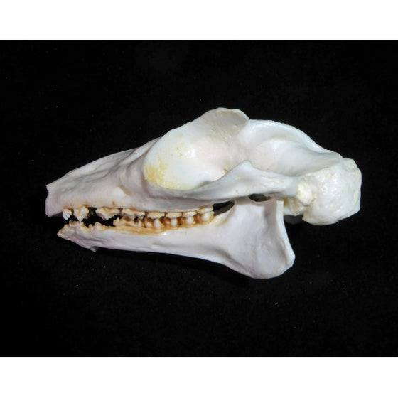 Malayan Flying Lemur Skull Replica - dinosaursrocksuperstore