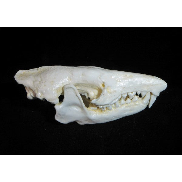 Haitian Solenodon Female Skull Replica - dinosaursrocksuperstore