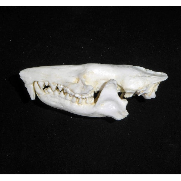 Haitian Solenodon Female Skull Replica - dinosaursrocksuperstore