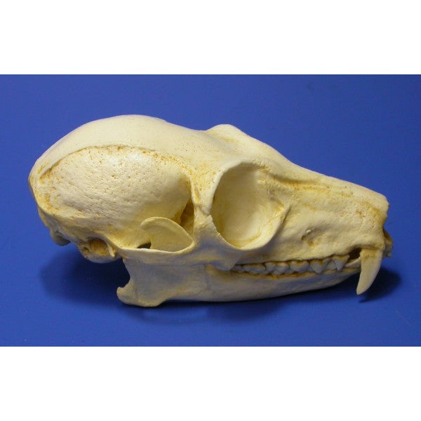 Ruffed Lemur Skull - dinosaursrocksuperstore