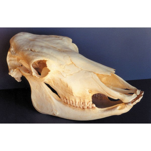 Domestic Cow Skull Replica - dinosaursrocksuperstore