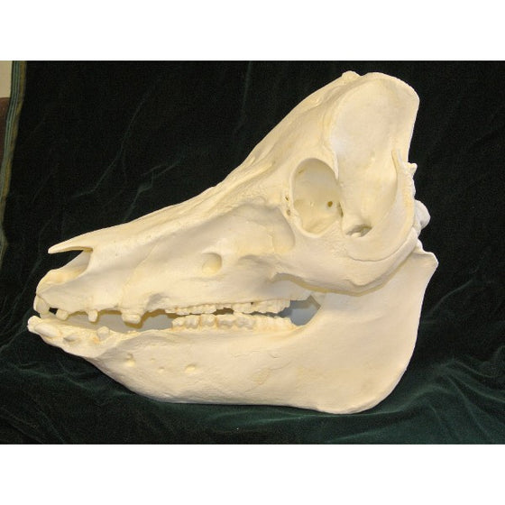 Domestic Pig Skull Replica - dinosaursrocksuperstore