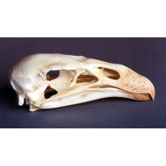 California Condor Skull - dinosaursrocksuperstore