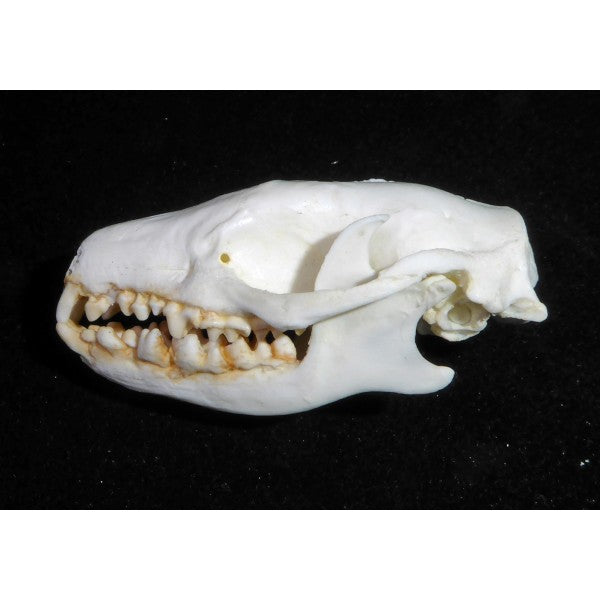 Erusian Hedgehog Skull Replica - dinosaursrocksuperstore