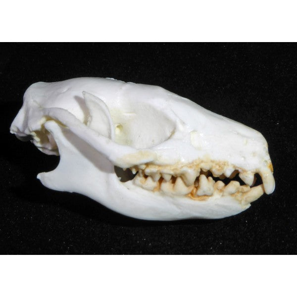 Erusian Hedgehog Skull Replica - dinosaursrocksuperstore