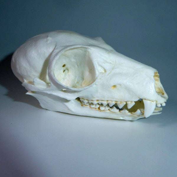 Ring-Tailed Lemur Skull - dinosaursrocksuperstore
