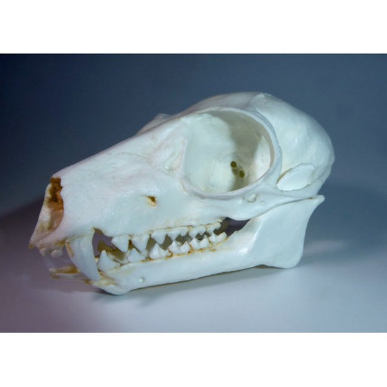 Ring-Tailed Lemur Skull - dinosaursrocksuperstore