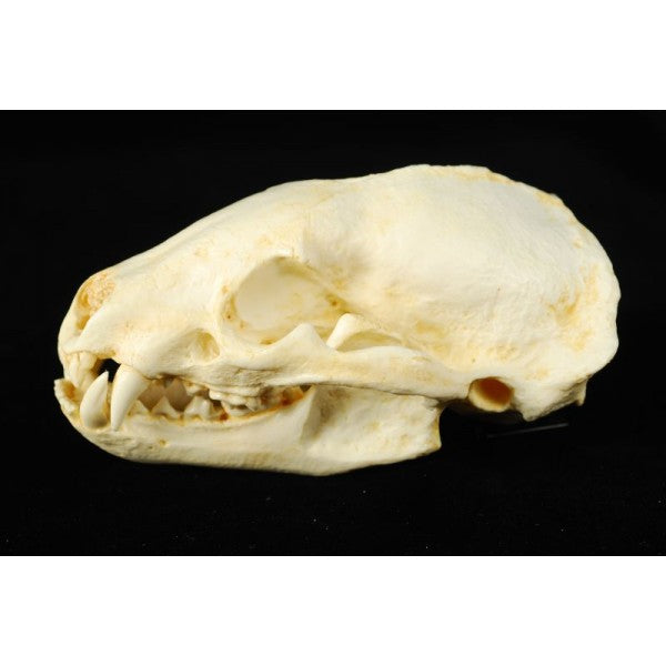 American Badger Skull - dinosaursrocksuperstore