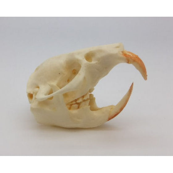 East African Mole Rat Skull - dinosaursrocksuperstore