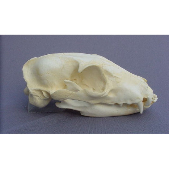 Aardwolf Proteles Cristatus Skull - 5.3" - dinosaursrocksuperstore