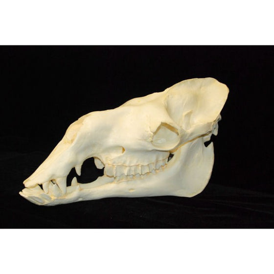 Dromedary Camel Skull Replica - dinosaursrocksuperstore