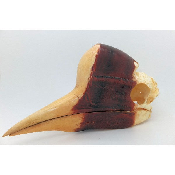 Helmeted Hornbill Skull - dinosaursrocksuperstore