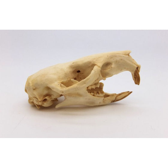 Australian Water Rat Skull - dinosaursrocksuperstore