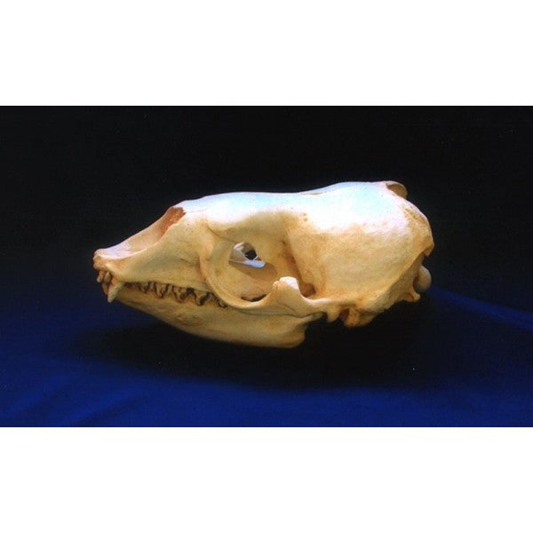 Crabeater Seal Skull Replica - dinosaursrocksuperstore