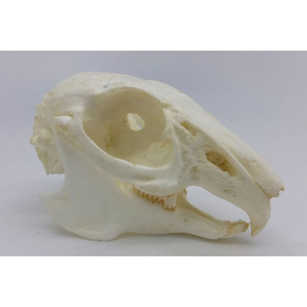 Cottontail Rabbit Skull Replica - dinosaursrocksuperstore
