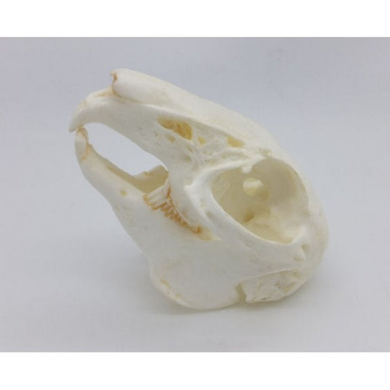 Cottontail Rabbit Skull Replica - dinosaursrocksuperstore