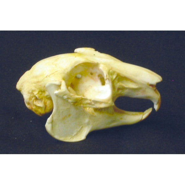 Snowshoe Hare Skull Replica - dinosaursrocksuperstore
