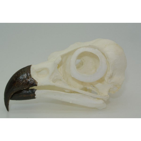 Osprey Skull - dinosaursrocksuperstore