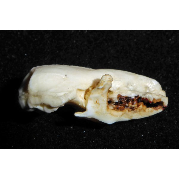 Northern Short-Tailed Shrew Skull Replica - dinosaursrocksuperstore