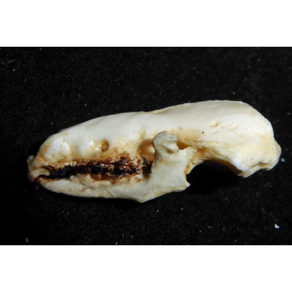 Northern Short-Tailed Shrew Skull Replica - dinosaursrocksuperstore